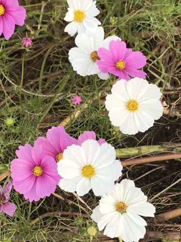 この時が発病の原因？