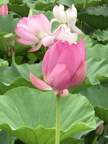 ALSになって思う事！