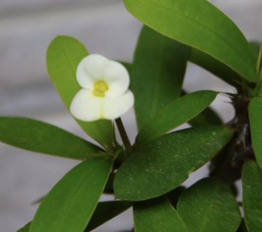 泣きました</strong>😭