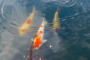 良いお年を</strong>🙇‍♀️<strong>