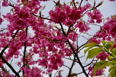 神様！お願いします</strong>🙏