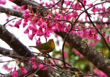 みばあばさん…