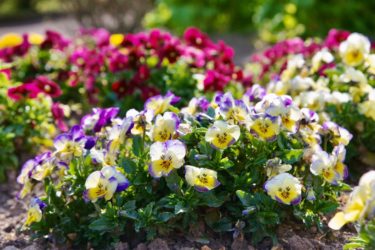 「夢は薬、諦めは毒」