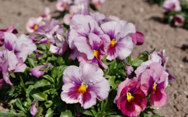 またまた緊急事態 😰