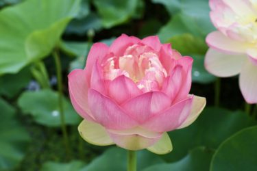 病院受診…そして、入院へ