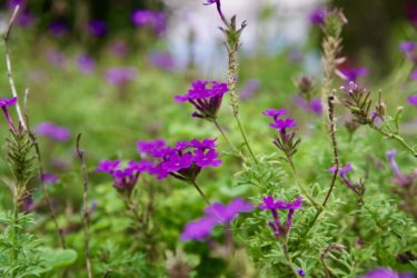 初めてのデイサービス利用