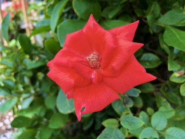 孫の初の運動会、お食い初め