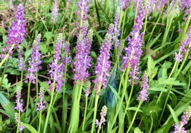 久しぶりの再会