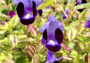 退院して・・・