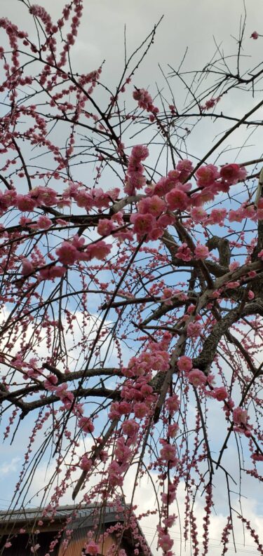 できなくなりました😭