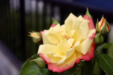 家族面談と福祉用具