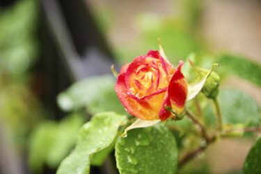 在宅生活その２