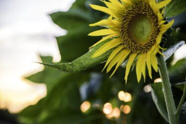 孫が誕生しました