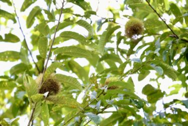 両親とリモート面会