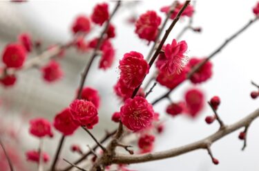 春ですね～髪の毛切りました！
