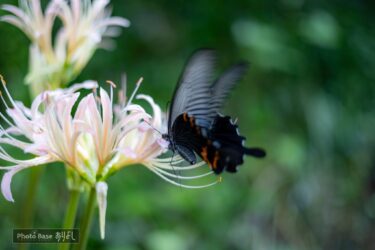 2回目の胃ろう交換