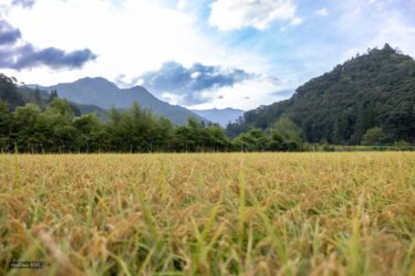 実家の父が。。。