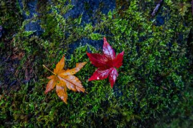 父が旅立ちました。。。(涙)