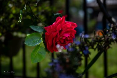 新年度スタート