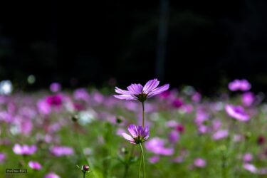 ALS患者と家族の会に参加