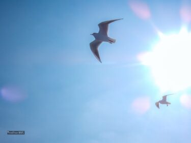 母が旅立ちました～①