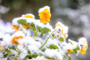 ボイスレトリーバー