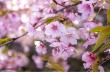 母の旅立ち～②